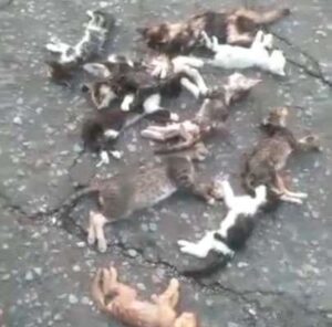 Denuncian matanza de gatos en Maracay
