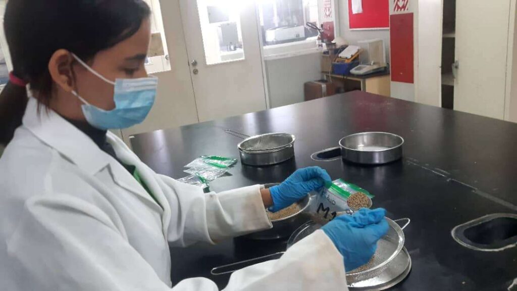 Desarrollan suplemento nutricional a base de lentejas y cascarillas de cacao