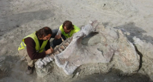 Descubren una nueva especie de dinosaurio