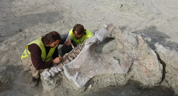 Descubren una nueva especie de dinosaurio