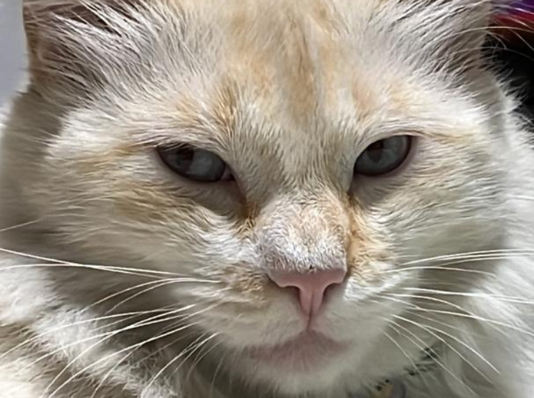 El gatito Hulk sobrevivió a una intoxicación por pulgas