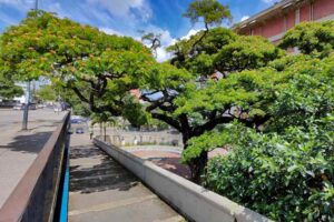 El samán de Bello regaló flores a los caraqueños