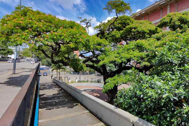 El samán de Bello regaló flores a los caraqueños