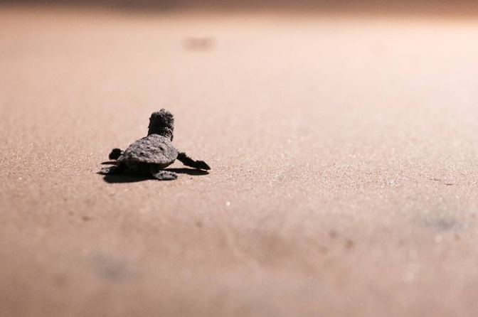 En Margarita realizan el Primer Encuentro Nacional de Conservación de Tortugas Marinas