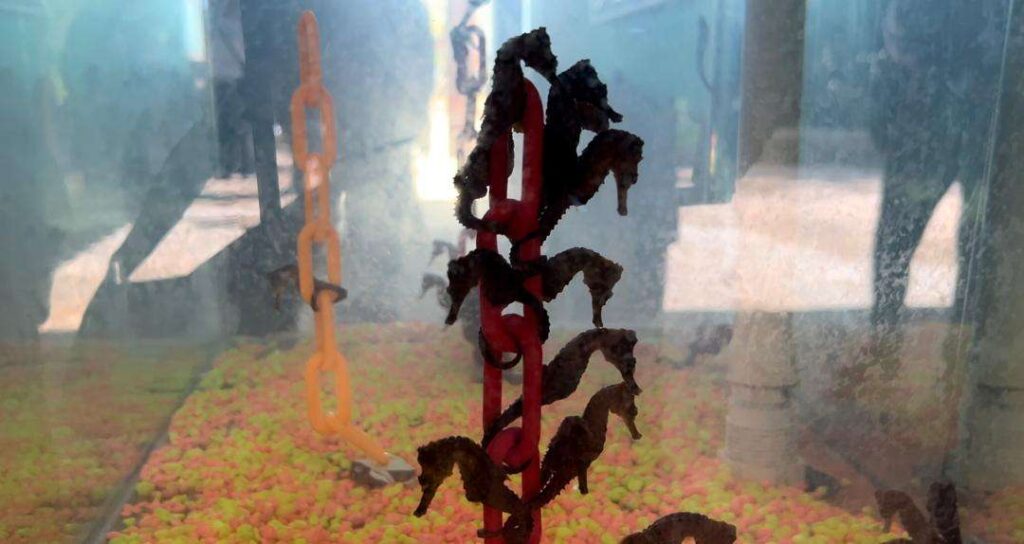 En la Laguna de La Restinga se han liberado 2.600 caballitos de mar