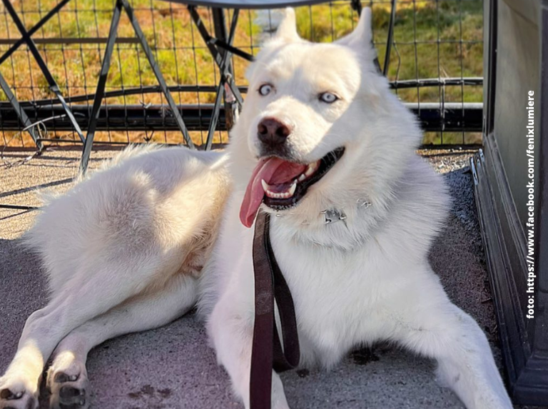 Fénix: El perrito feliz y sonriente