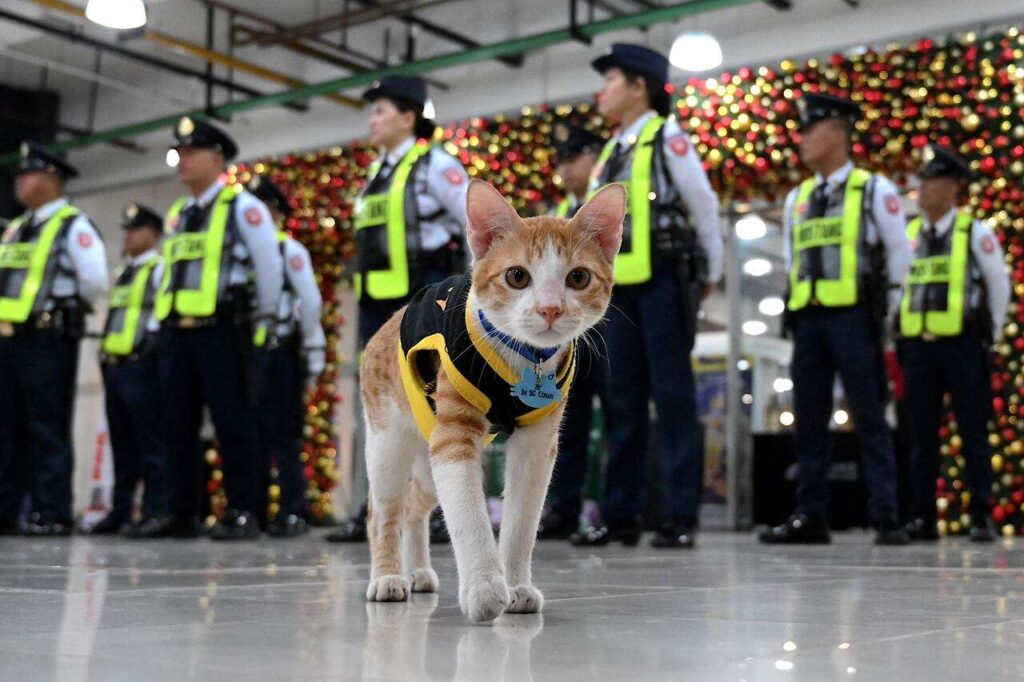Gatos que trabajan son tendencia en redes
