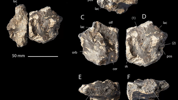 Hallan los restos de un tiranosaurio en el norte de México