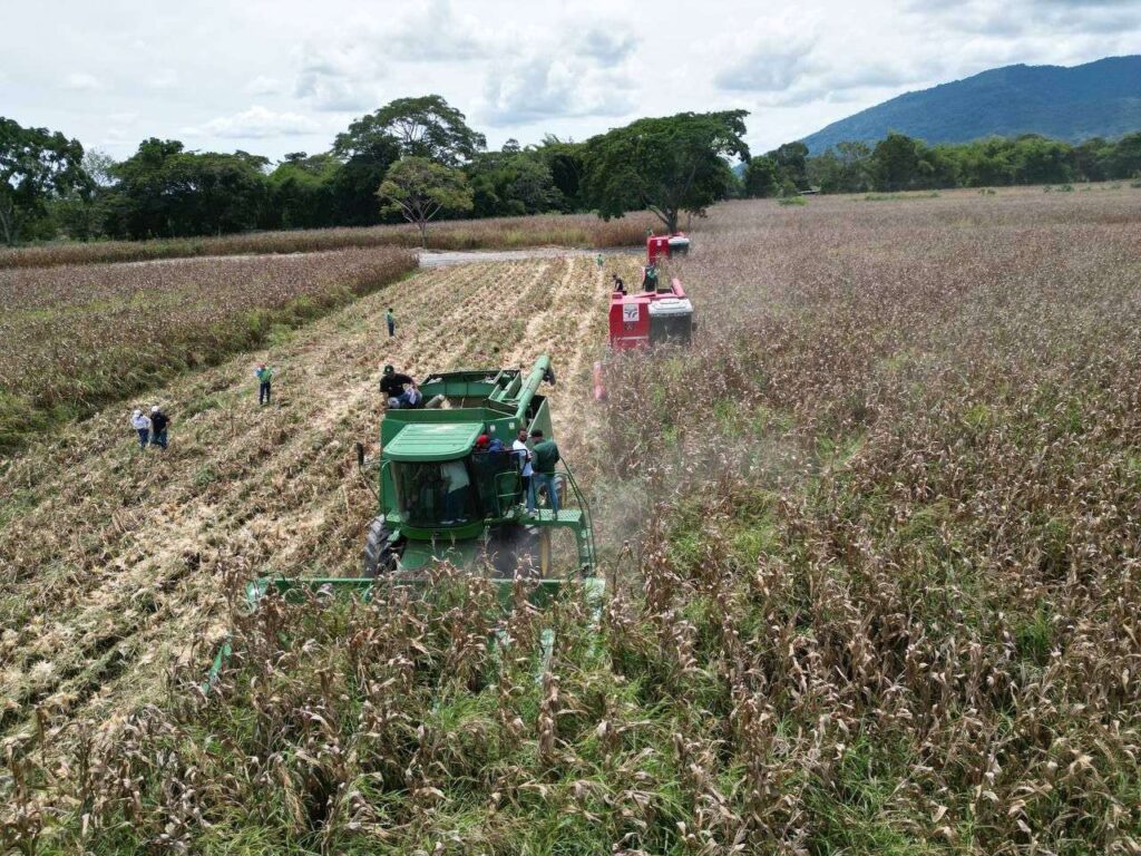 Inició ciclo de cosecha de cereales 2024