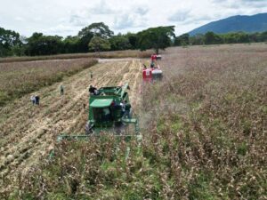 Inició ciclo de cosecha de cereales 2024