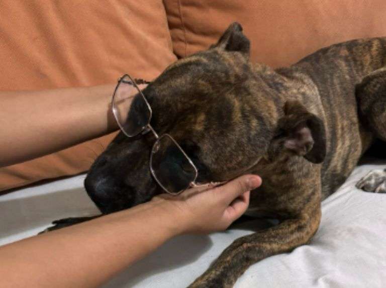 Moka, la perrita que se adoptó solita