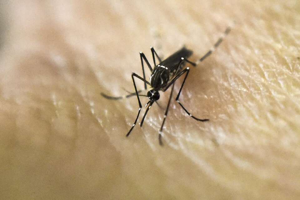 Mosquito del dengue mutan y se vuelven resistentes a los insecticidas