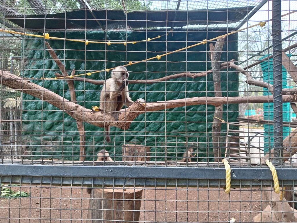 Nacieron dos monos arañas en el parque Bararida de Barquisimeto