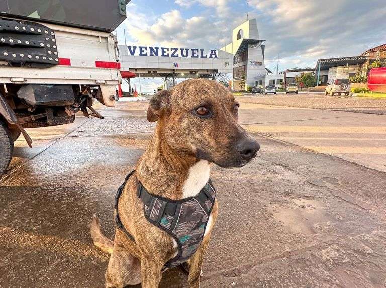 Río escogió a sus humanos, sin sospechar que sería un perro viajero
