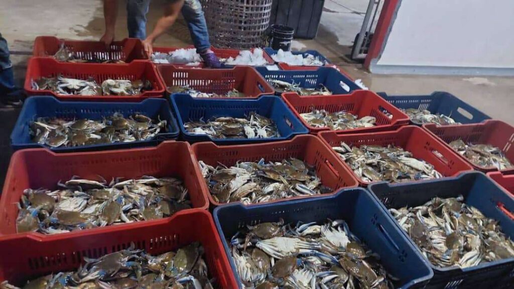 Se duplicó producción de cangrejo azul en Mérida