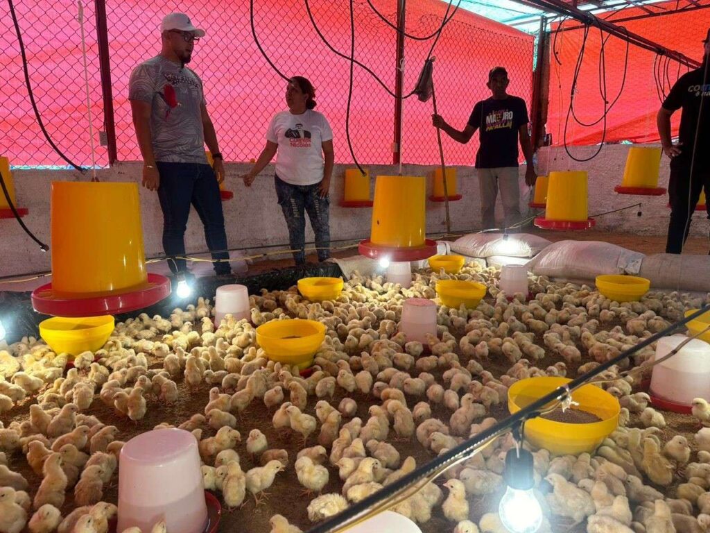 Una comuna en Cúa impulsa la producción avícola