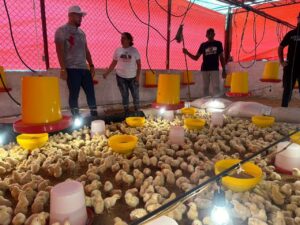 Una comuna en Cúa impulsa la producción avícola