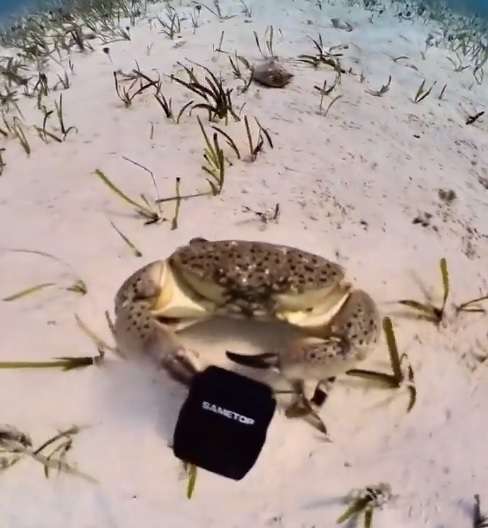 Video viral muestra a un cangrejo que le quitó la cámara a un buzo