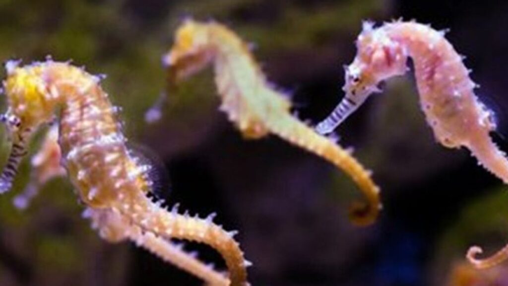 Gobierno nacional liberó 600 caballitos de mar en Nueva Esparta