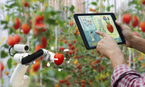 Francesco Lovaglio Tafuri