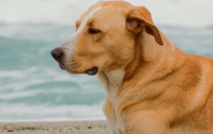 La historia de Vaguito llegó a las salas de cine de Venezuela