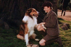 Qué fue de Lassie, el perro que debutó en el cine en 1943 y cuyos descendientes siguen ladrando ochenta años después