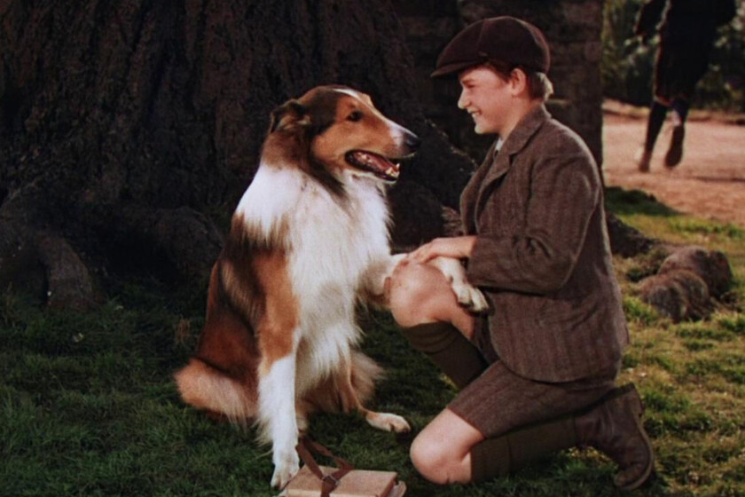 Qué fue de Lassie, el perro que debutó en el cine en 1943 y cuyos descendientes siguen ladrando ochenta años después