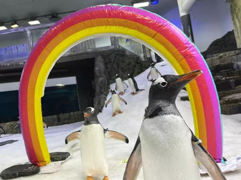 Adiós a Sphen, el pingüino que conmovió al mundo con su historia de amor y diversidad