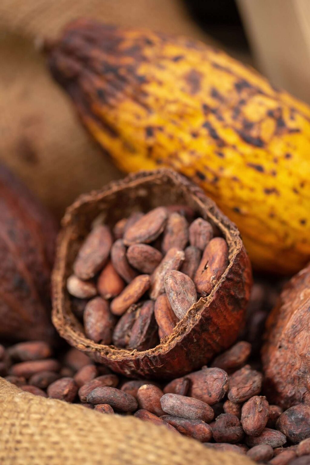 Conoce más del cacao venezolano en su día