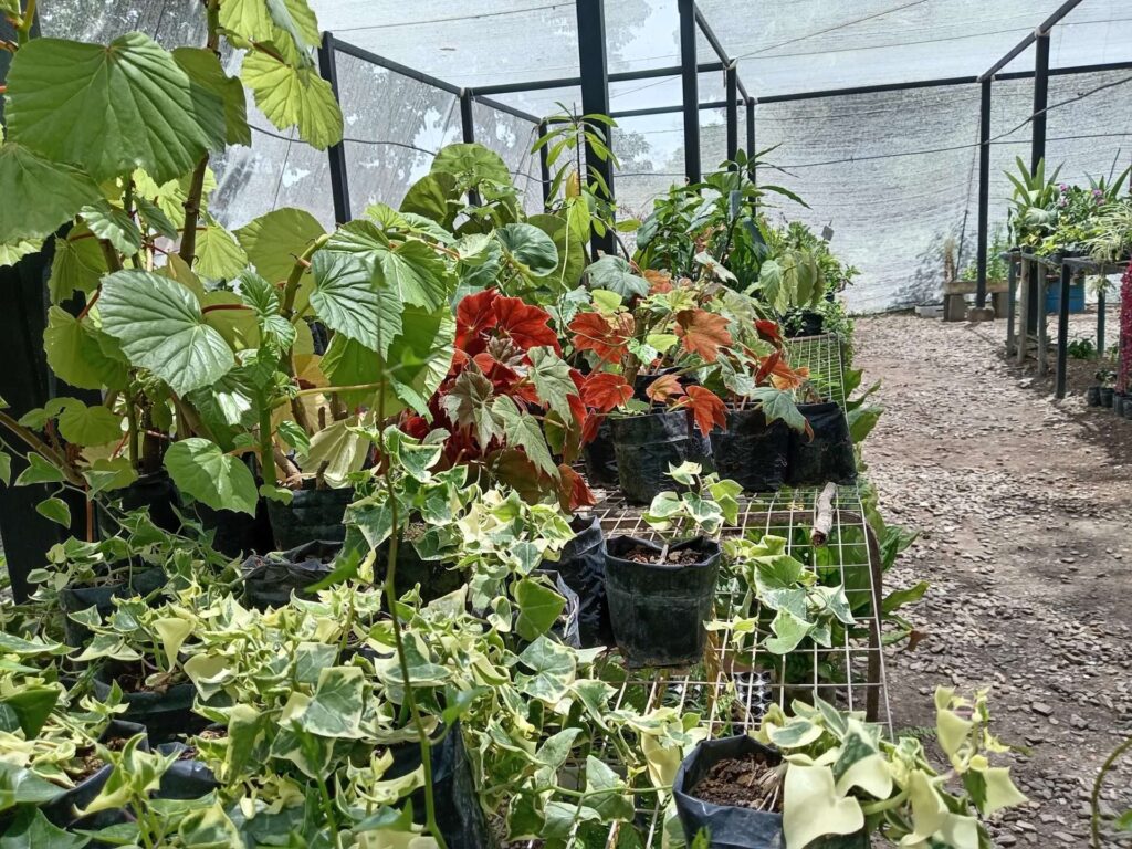 El vivero de Bararida es una escuela agroecológica