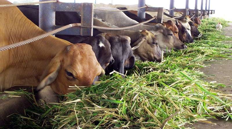 En Bolívar estiman abrir 12 procesadoras de alimentos para animales