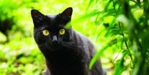 Descubre el lenguaje de tu gato