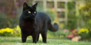 Gatos negros: víctimas de mitos y leyendas