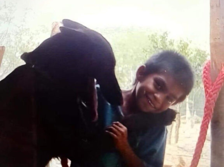 Gracias a sus perros, hallan con vida a un niño tras el Huracán Milton