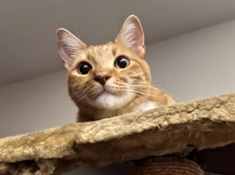 Los gatos celebran su tercer día de celebración del año