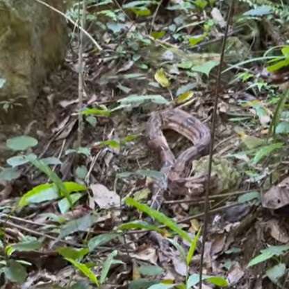 Más de 42.000 ejemplares de fauna silvestre reinsertados a su hábitat en 2024