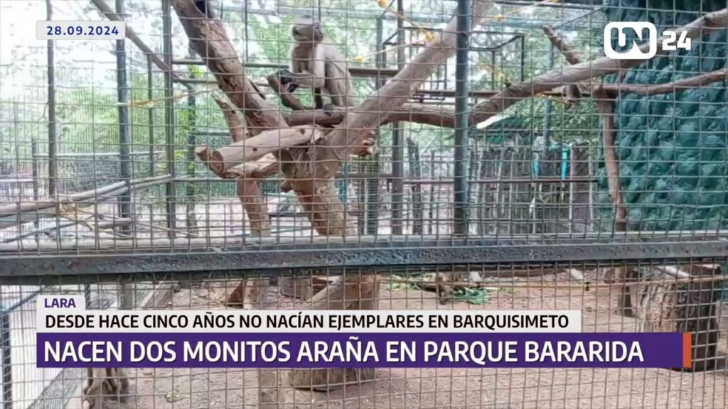Nacen dos monitos en parque Bararida de Barquisimeto