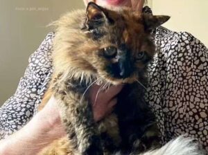 Rosie, la gata más longeva del mundo, fallece a los 33 años