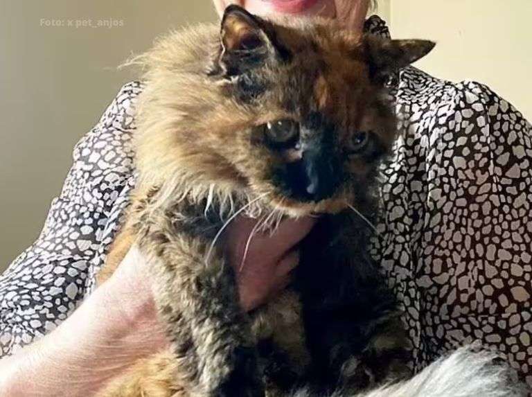 Rosie, la gata más longeva del mundo, fallece a los 33 años