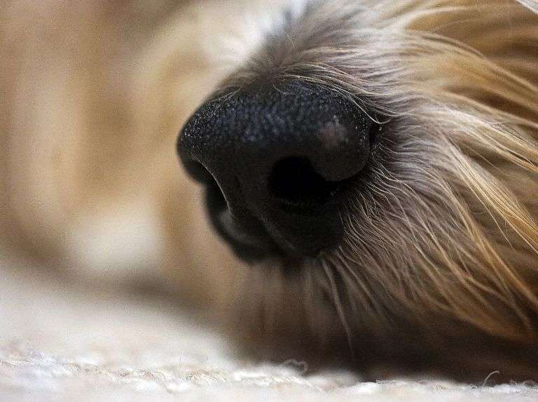 Tres cosas que quizás no sabías sobre los perros