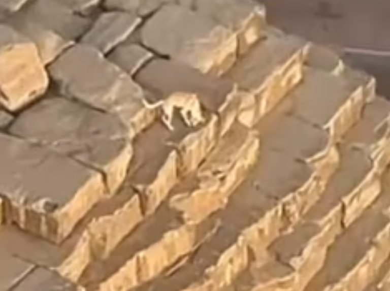 Un perro trepa la Gran Pirámide de Guiza y se hace viral en redes sociales