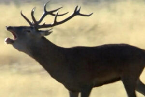 Pablo Motos cree que ha salido victorioso de una nueva batalla contra David Broncano. No sabe que 'La revuelta' ya ha ganado la guerra