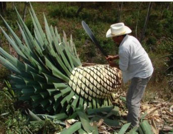 Abren ruta para conocer el cocui y su proceso de transformación