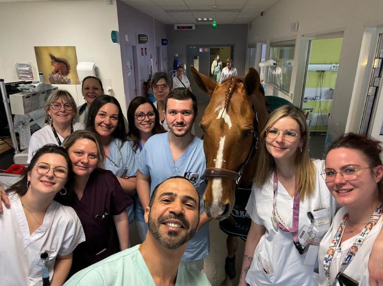 El Dr. Peyo: El caballo terapéutico que brinda alivio a pacientes con cáncer