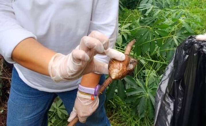 Encuentran 18 caracoles africanos en edificio del centro de Maracaibo