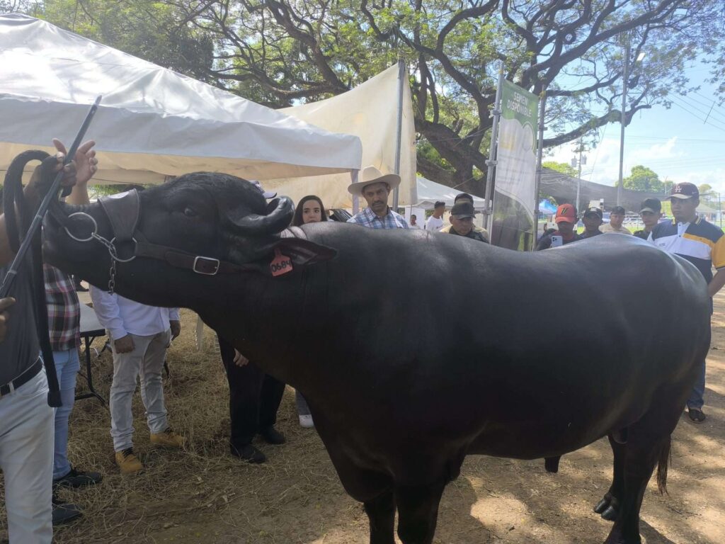 Impulsan ganadería Bufalina en Apure