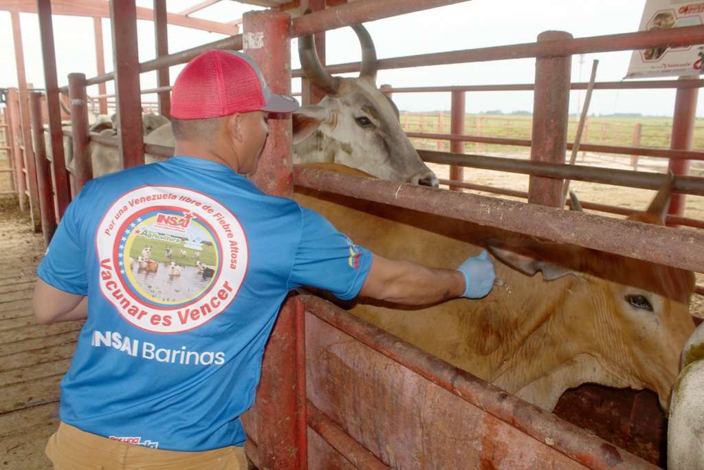 Inicia segundo ciclo de vacunación contra la Fiebre Aftosa en Barinas