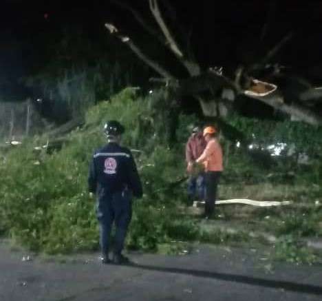 Lluvias provocan caída de árboles en Boconó