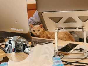 Los "emplegatos" son los mejores compañeros de trabajo