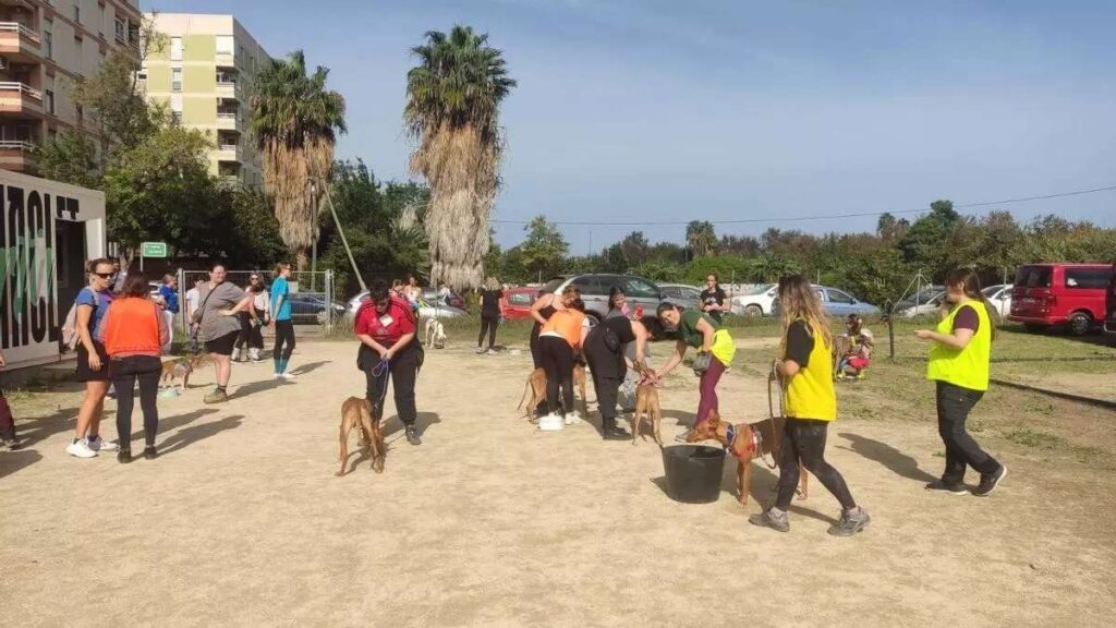 Salvan mascotas afectadas por la Dana en España